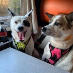 line_oa_chat_240311_095310_group_3