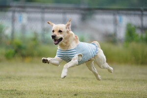 line_oa_chat_240617_153139
